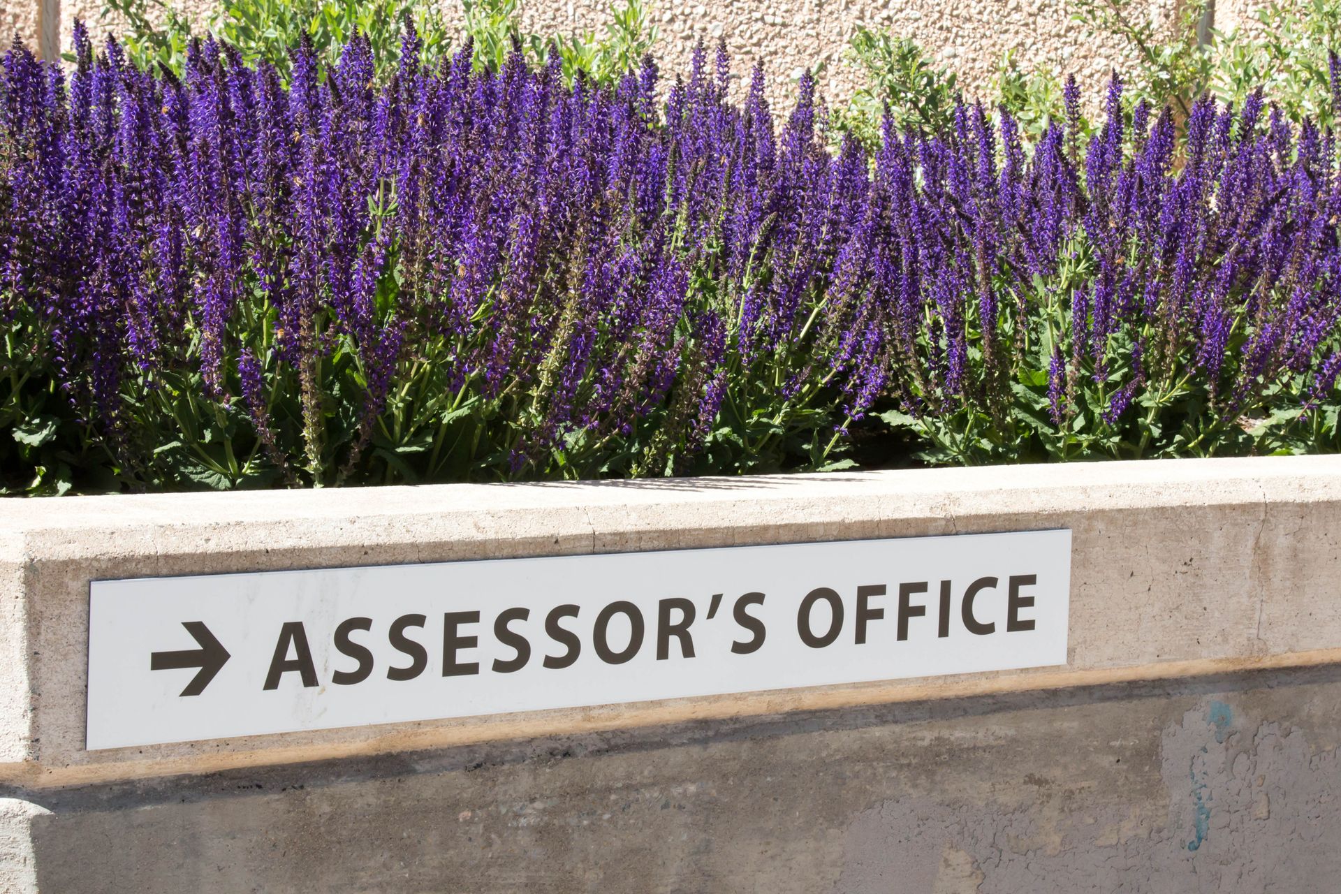 Sign for the assessor's office on the exterior of a building with purple flowers
