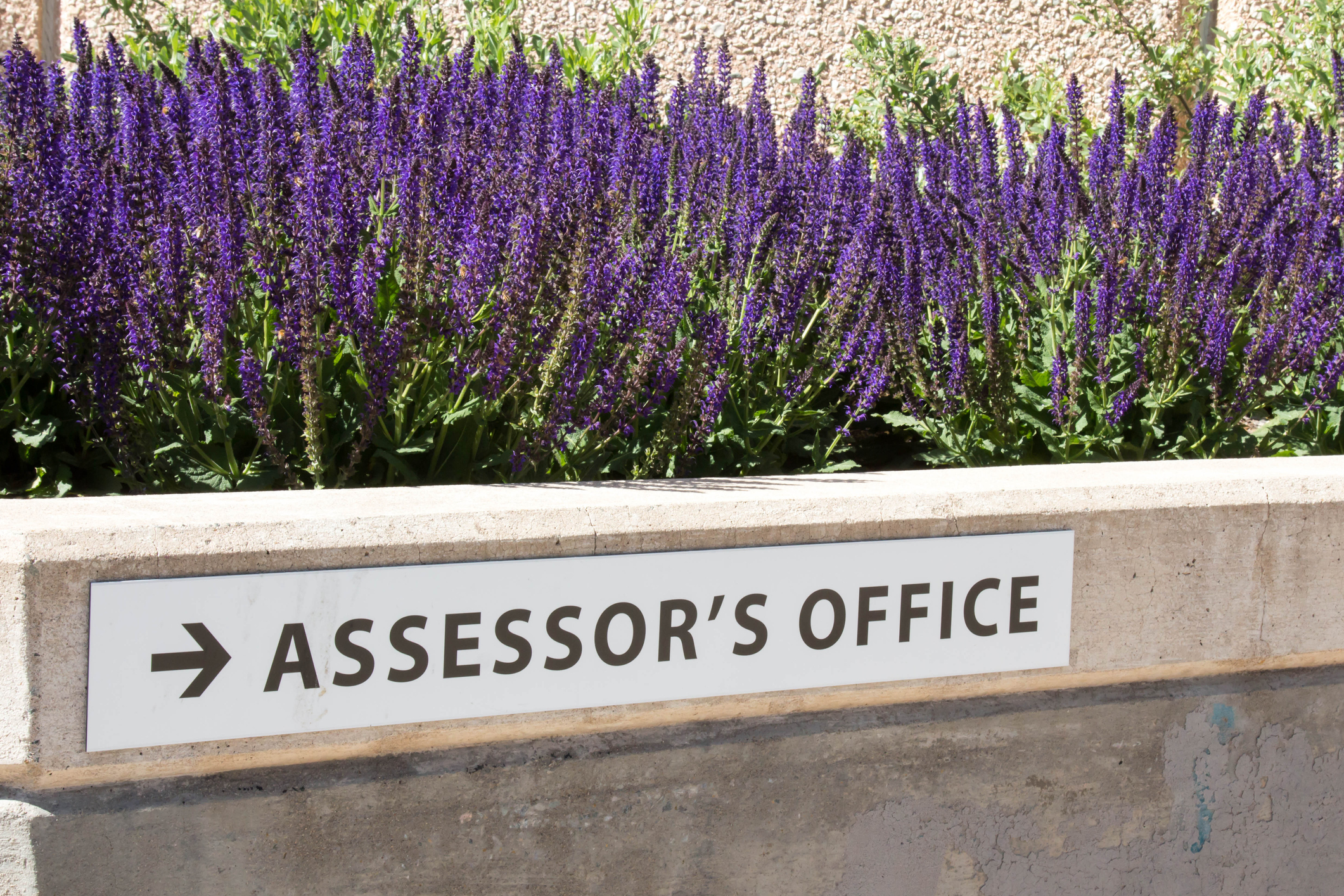 Sign for the assessor's office on the exterior of a building with purple flowers