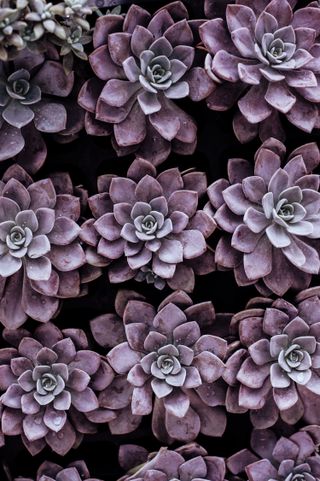 small rock garden ideas: purple succulents in rock garden