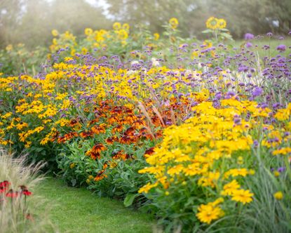 Herbaceous border with Rudbeckia yellow flowers, Verbena bonariensis, Purple Vervain