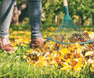 Gardener raking up autumn leaves on a garden lawn