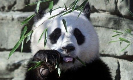 Mei Xiang, one of the National Zoo&amp;#039;s giant panda&amp;#039;s finally gave birth to a baby panda after five consecutive false pregnancies.