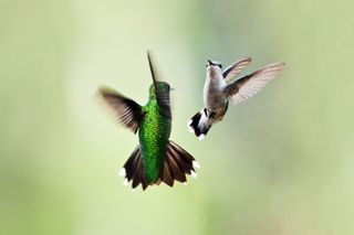 Hummingbird mates in flight.