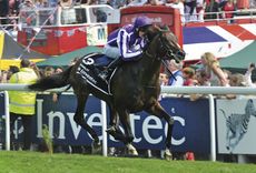 Investec Derby 2012 winner Camelot