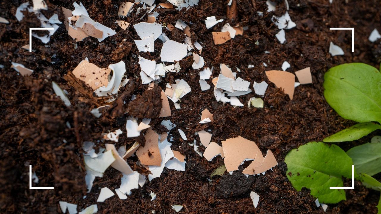 picture of broken eggshells on top of soil to demonstrate how to use eggshells in your garden to improve soil