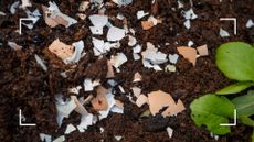 picture of broken eggshells on top of soil to demonstrate how to use eggshells in your garden to improve soil