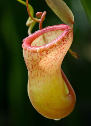 Mount Tambuyukon, Malaysian Borneo for splendid pitcher plants