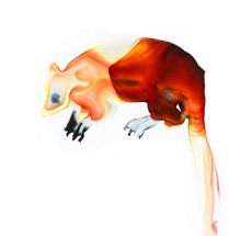  The Wondiwoi tree kangaroo (Dendrolagus mayri), a "teddy bear" marsupial, was last seen in 1928.