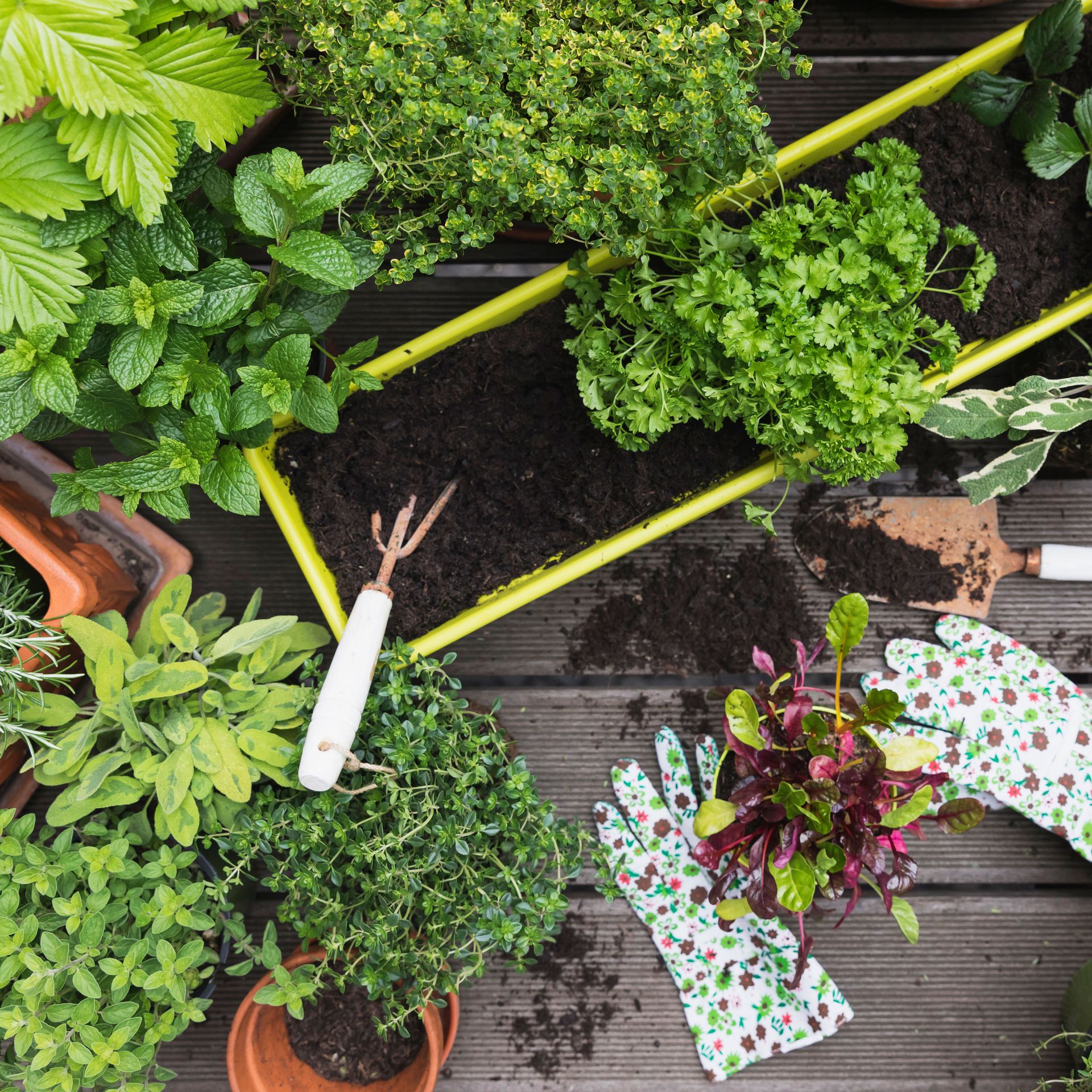 vegetable seedlings being planted in summer