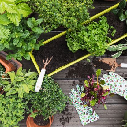 vegetable seedlings being planted in summer