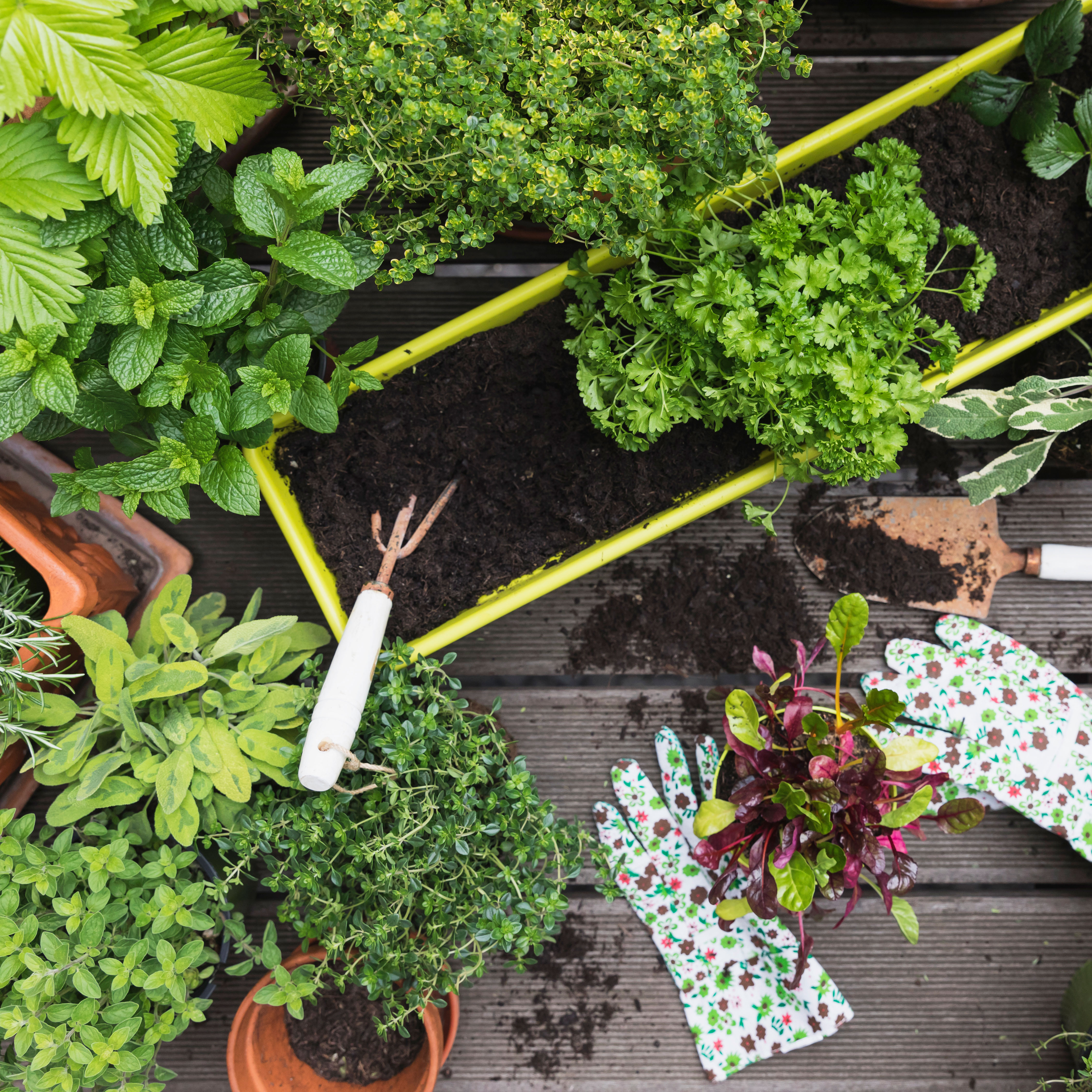 vegetable seedlings being planted in summer