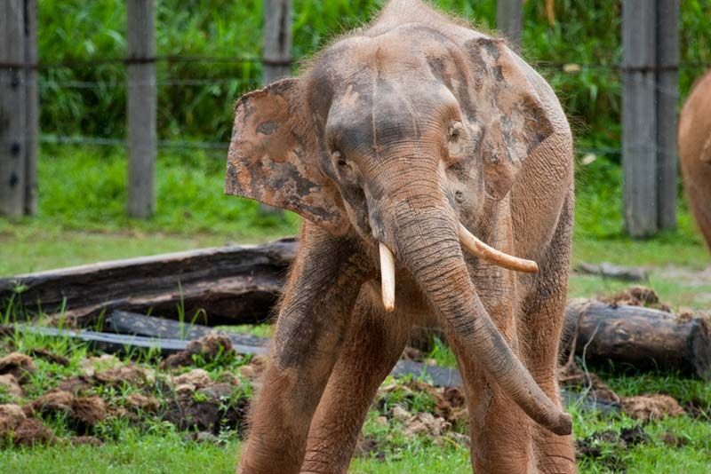 asian pygmy elephantn in a Borneo preserve