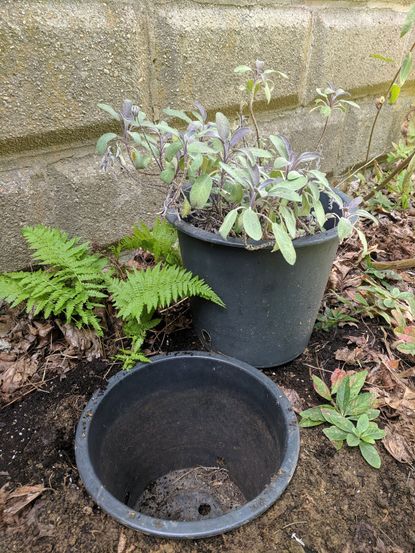 Container Planted In The Ground Around Other Plants