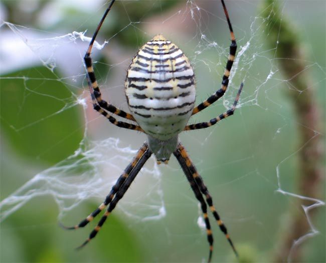 Close-up of a spider in its web eating its prey, Shot with:…