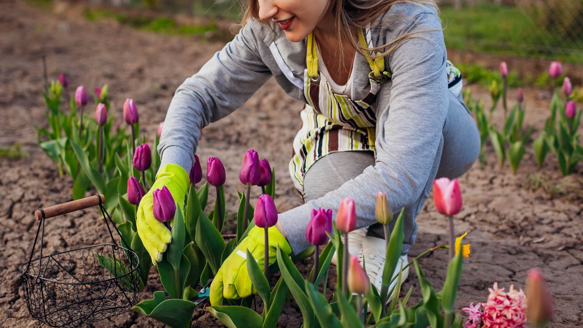 Tulips in the soil