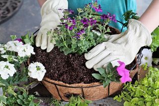 Planting a hanging basket with holes in the liner
