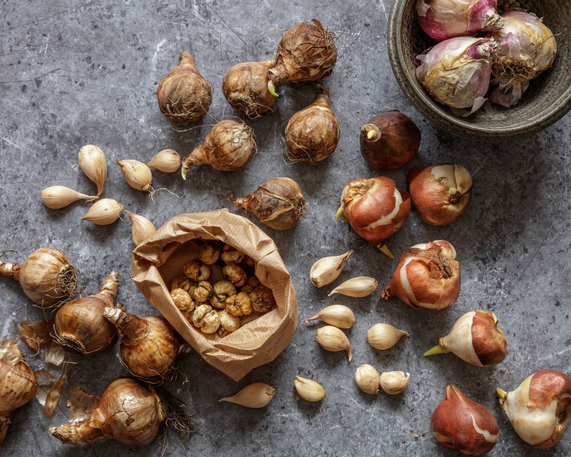 Various bulbs on table and in paper bag part of how to store bulbs over winter