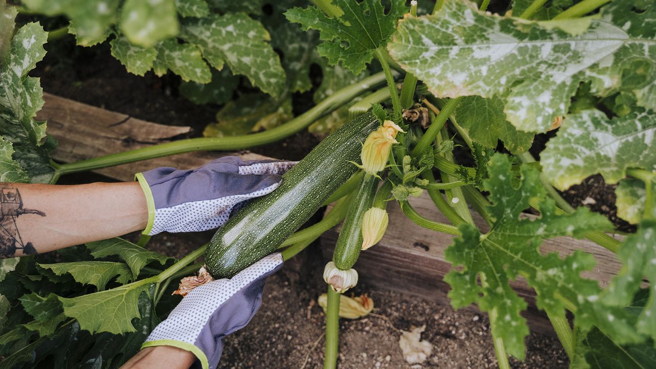 Harvesting zucchini fruit wearing gloves