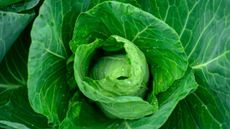 Close-up of a spring cabbage