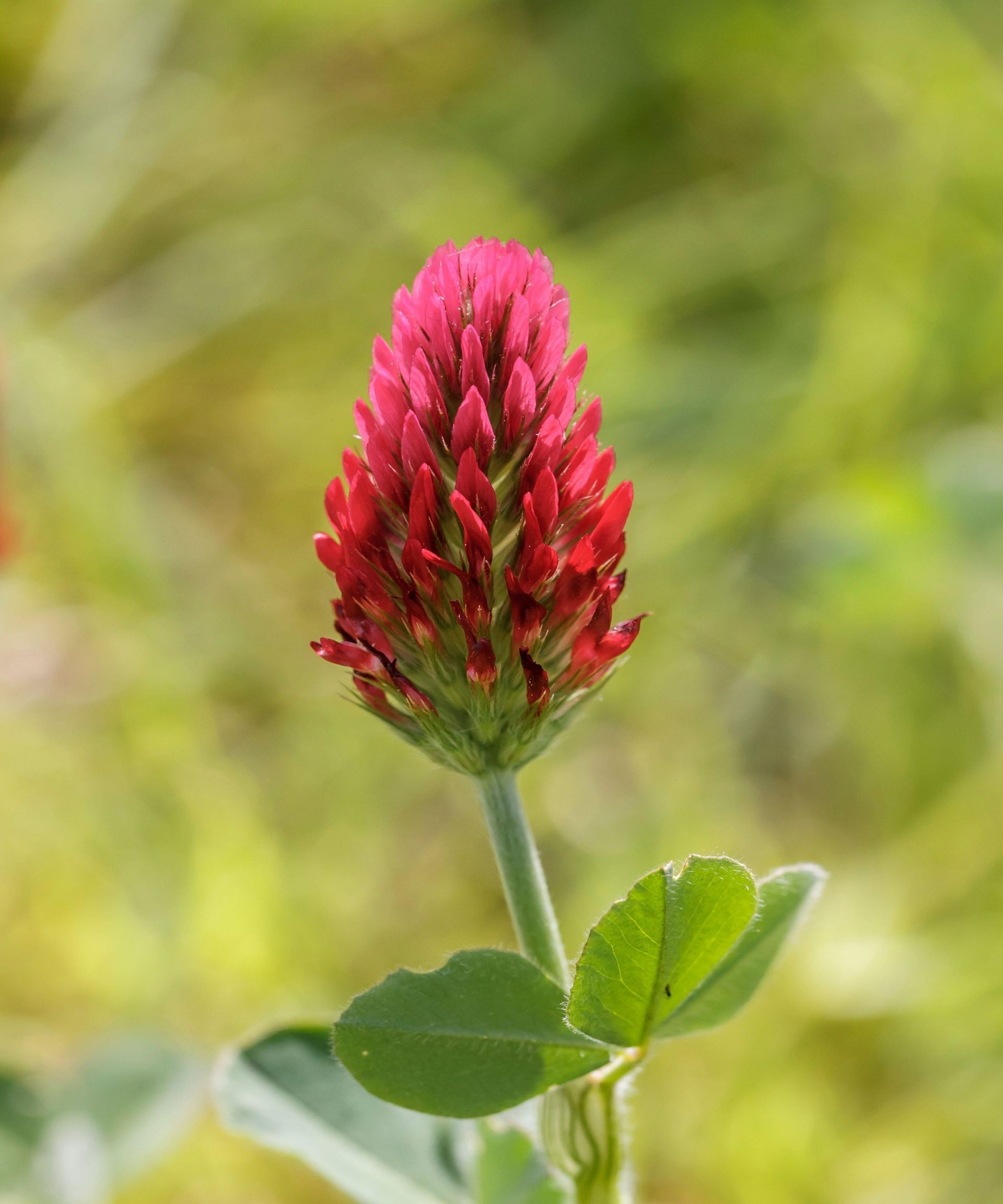 How to boost soil nutrients for the good of your backyard – and the planet 9 Scarlet clover makes an attractive green manure