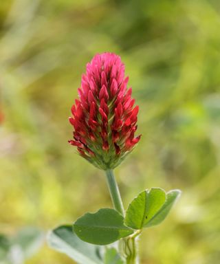 Scarlet clover makes an attractive green manure