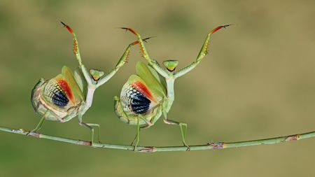 A pair of praying mantises - CEWE Photo Award 2025 overall winner