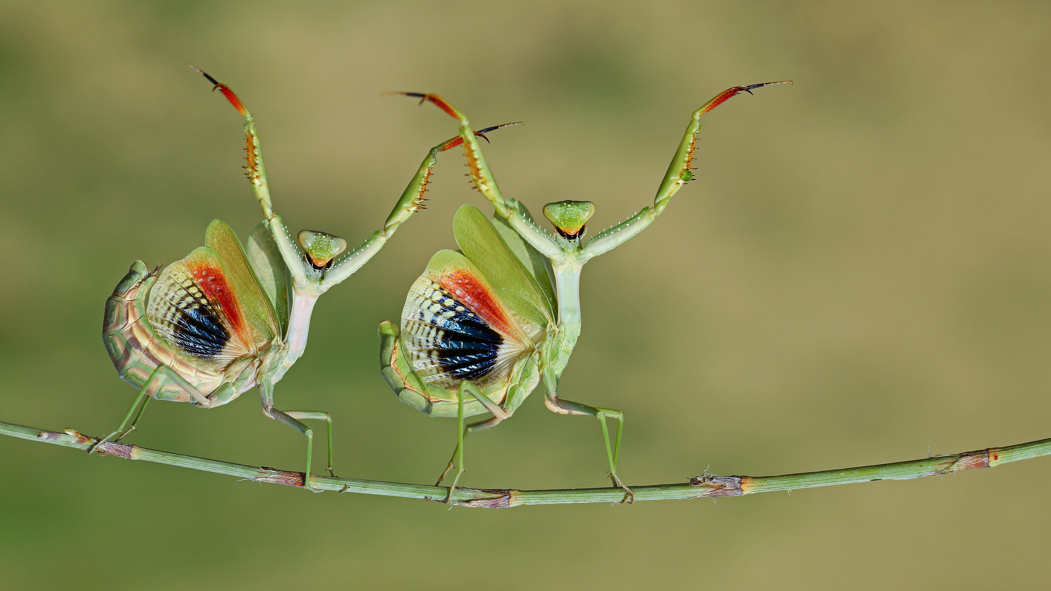 A pair of praying mantises - CEWE Photo Award 2025 overall winner