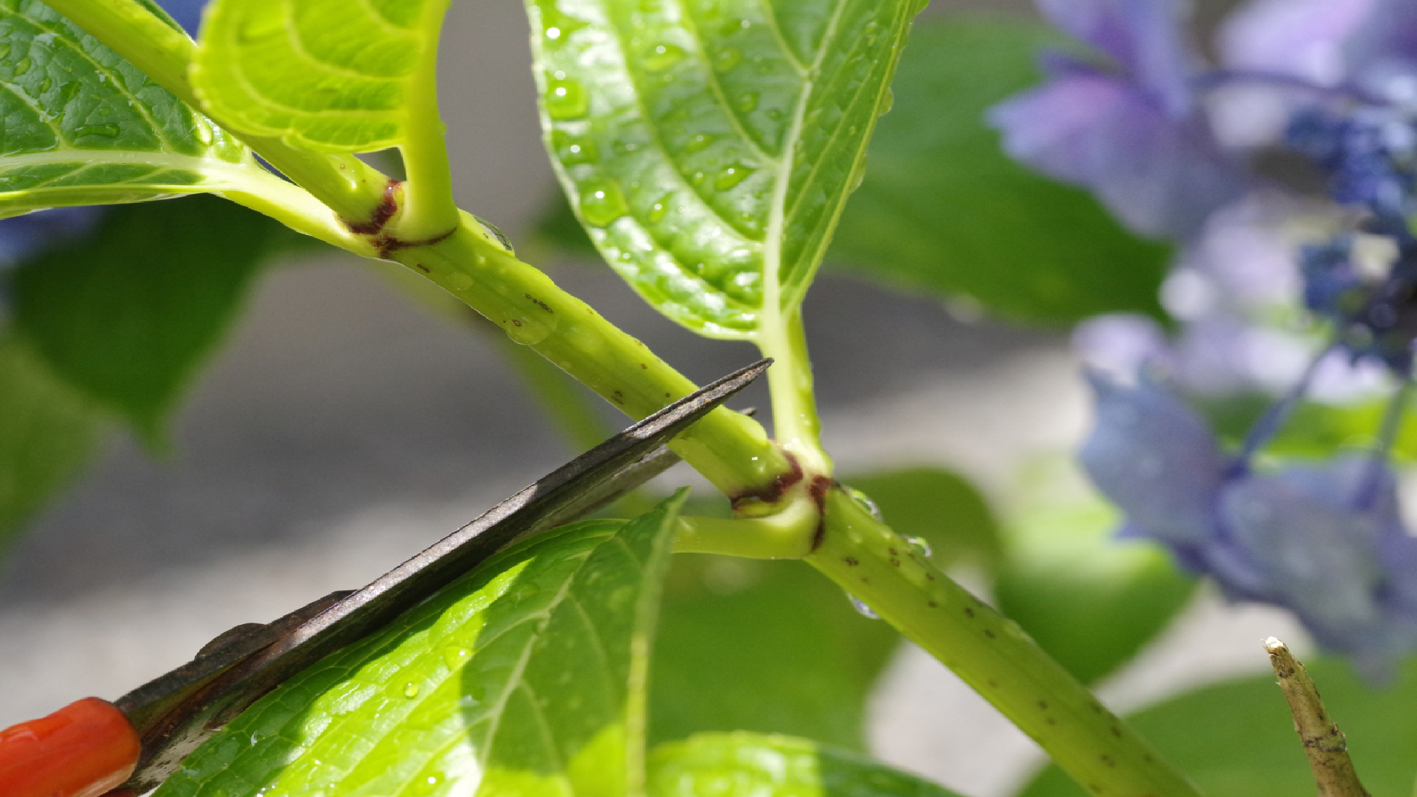 Pruning hydrangea