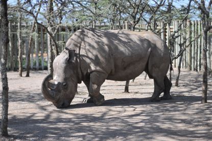 Sudan, the last known male northern white rhino, in 2009