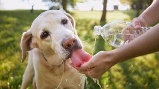 Dog drinking water out of person's hand