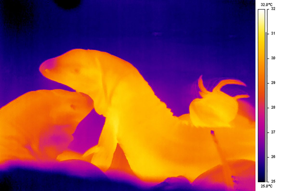 Thermal Image Lizard