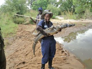 WCS Conservationist Carol Bogezi holding a pygmy Nile crocodile.