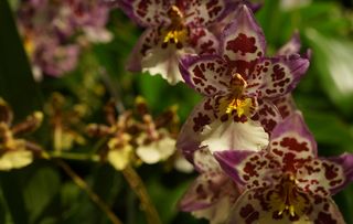 Jungle Monarch orchid