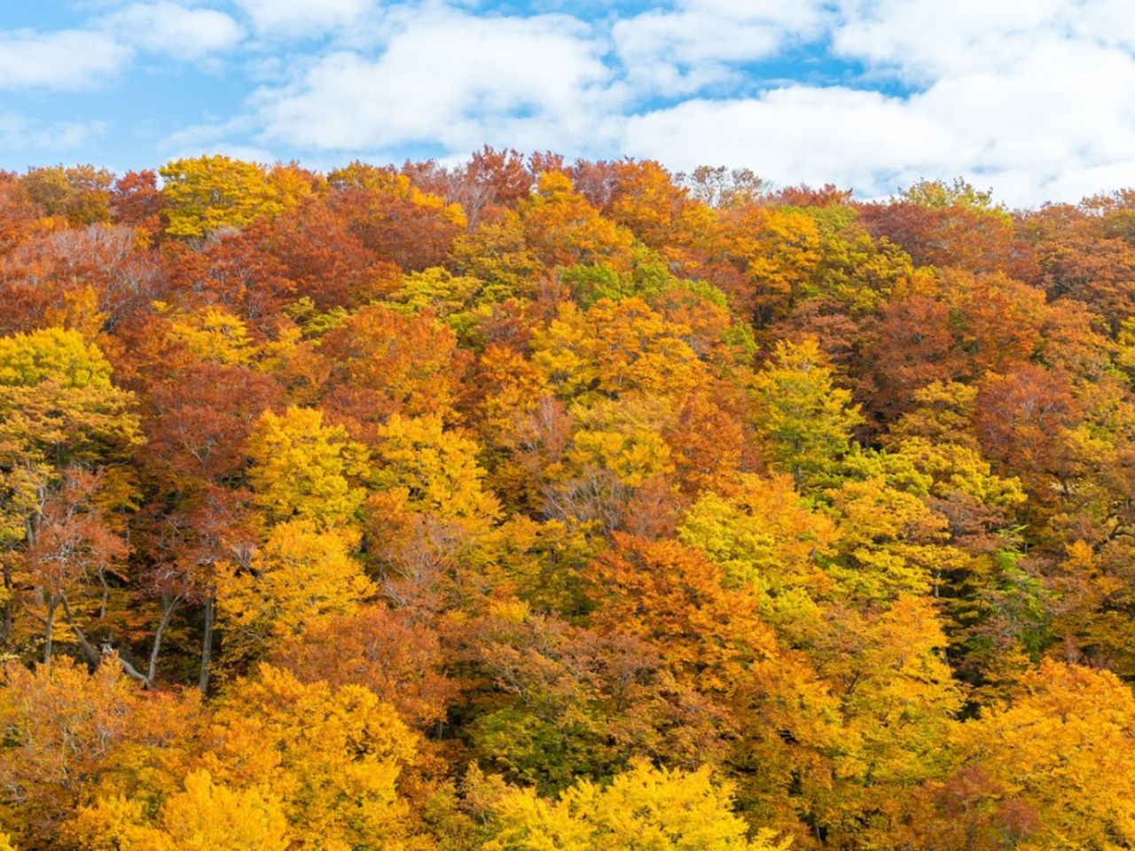 Deciduous Fall Colored Trees