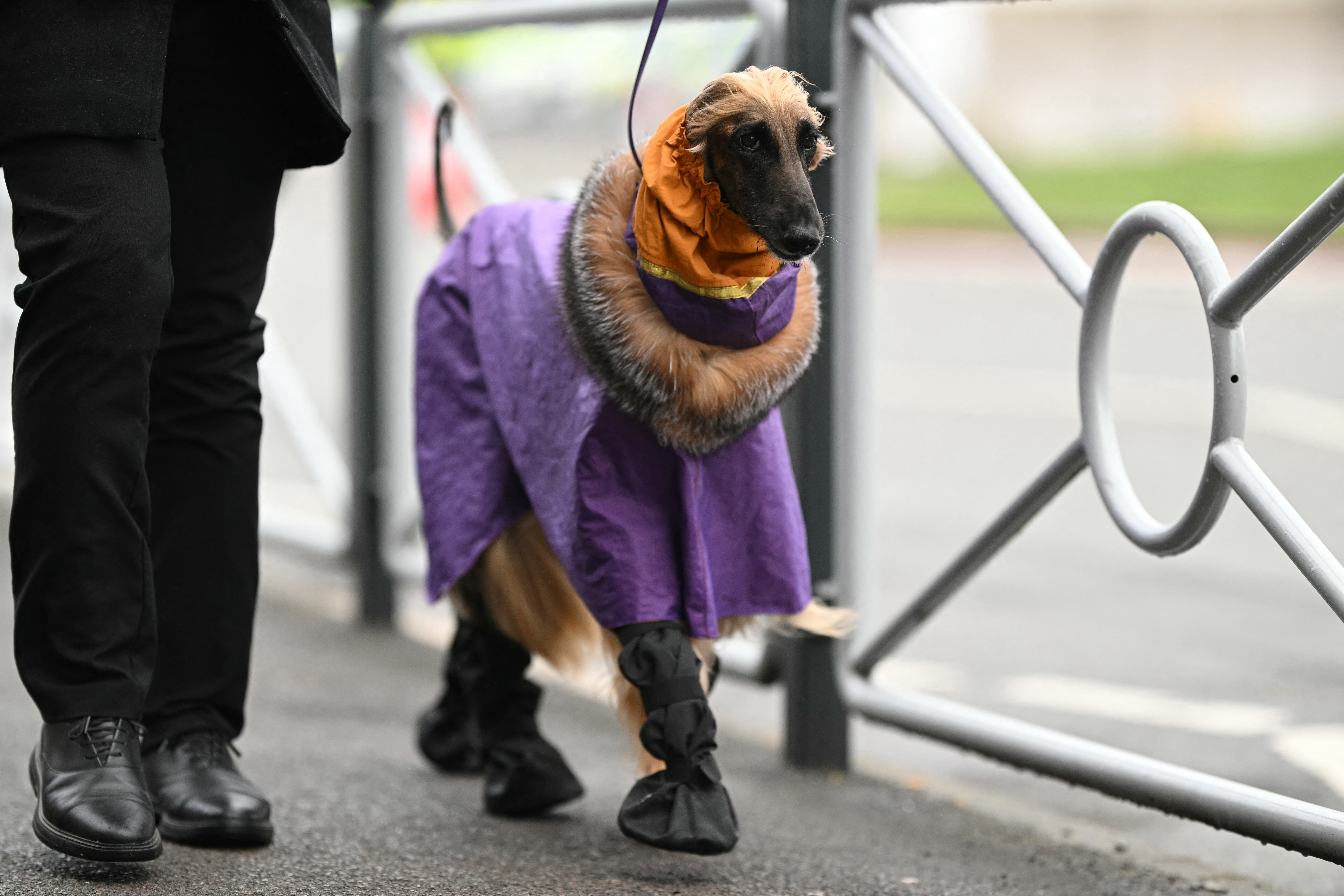 Afghan hounds wearing coats arriving at Crufts 