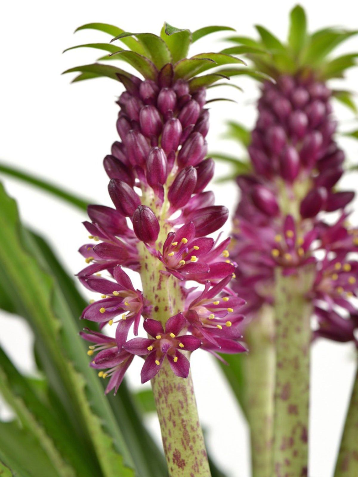 Magenta Blooming Aloha Pineapple Lilies