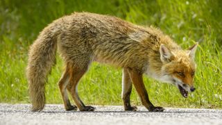 Fox standing on road with head down and mouth open