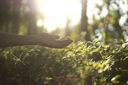 green farmer holding leaf