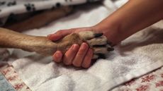 A woman holds her dog’s paw as he receives at-home euthanasia.