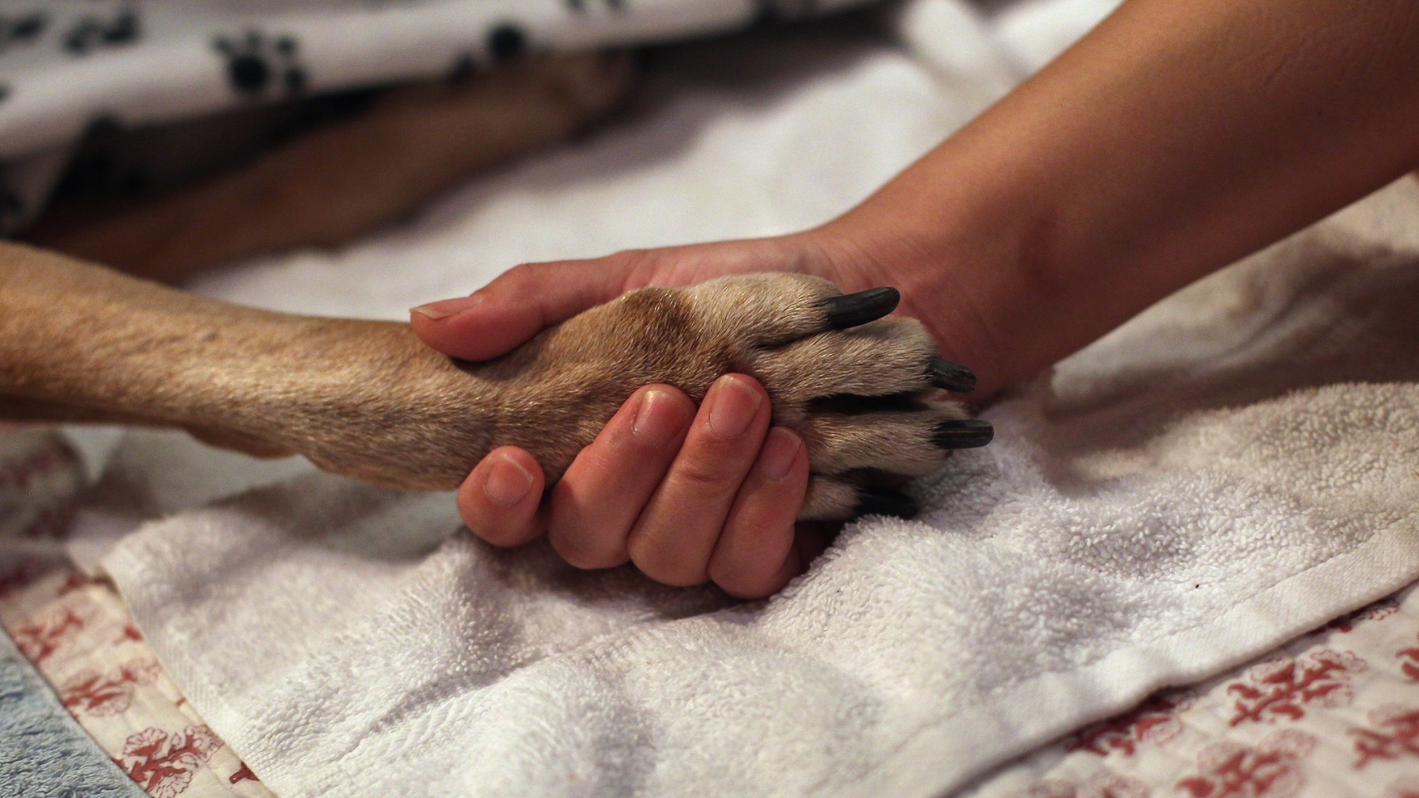 A woman holds her dog&rsquo;s paw as he receives at-home euthanasia.