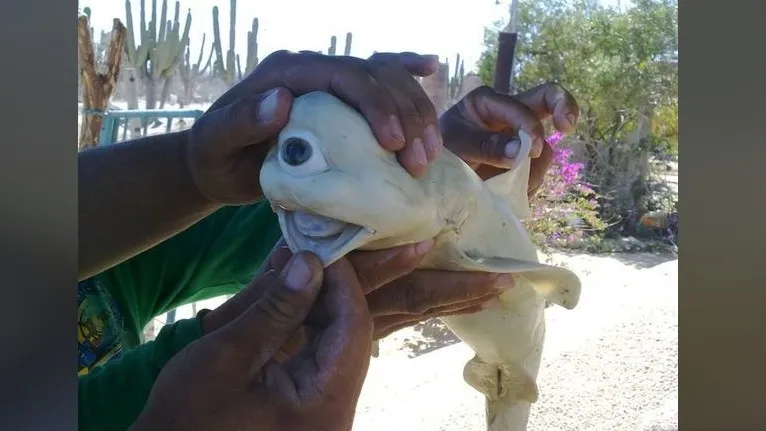 Kaliforniya Körfezi'nde yakalanan hamile bir köpekbalığının karnından kesilmiş bir cenin köpekbalığı.  Rahim dışında hayatta kalamayacak olan köpekbalığının sadece bir gözü vardı.