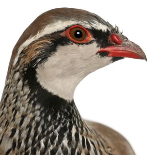 Red-legged Partridge