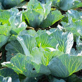 Spring cabbage plants growing in vegetable garden