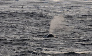 bowhead-whale-110624