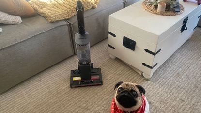 Shark stratos vacuum cleaner folded on living room rug with pug sat beside it