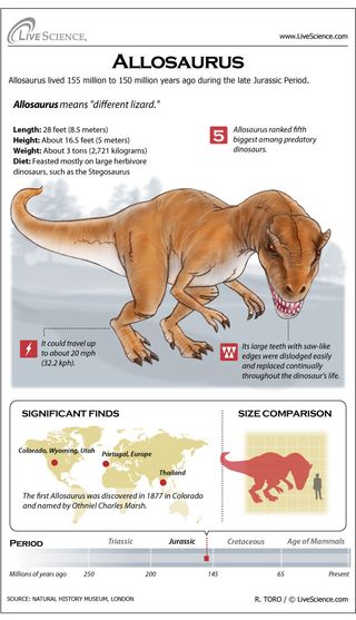 Learn about the huge meat-eating dinosaur Allosaurus.
