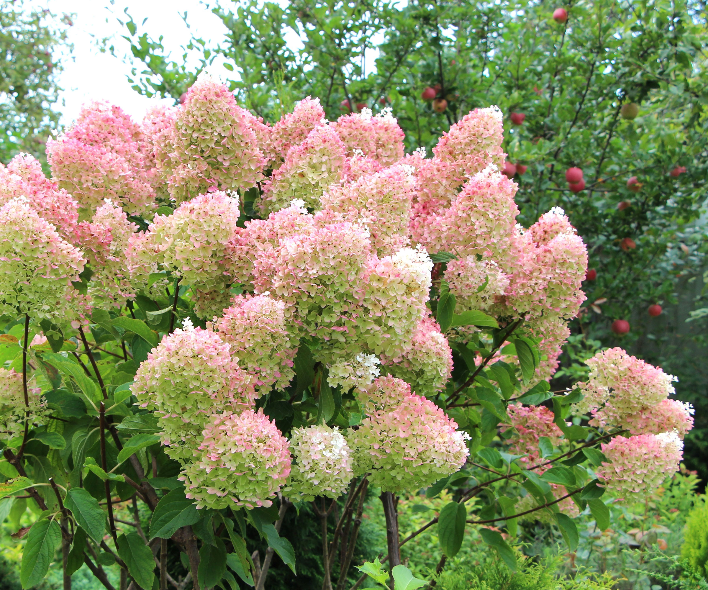 panicle hydrangea with large pink white flowers