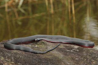 As their name implies, red-bellied water snakes have a red stripe along their bellies.
