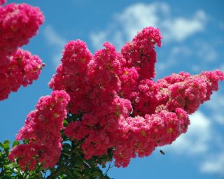 pink crepe myrtle in bloom against a blue sky
