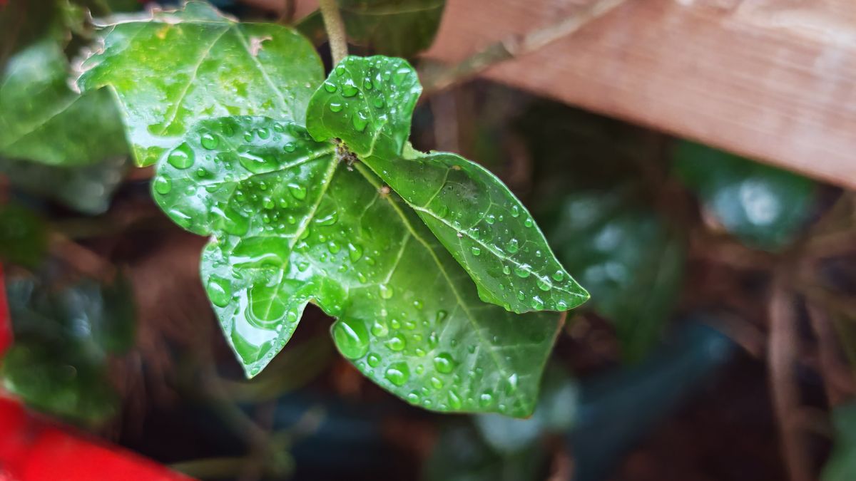 Honor Magic 7 Pro sample images
